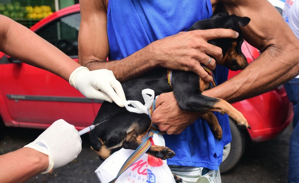 Morato realiza vacinação antirrábica gratuita para cães e gatos nesta quinta-feira (28)