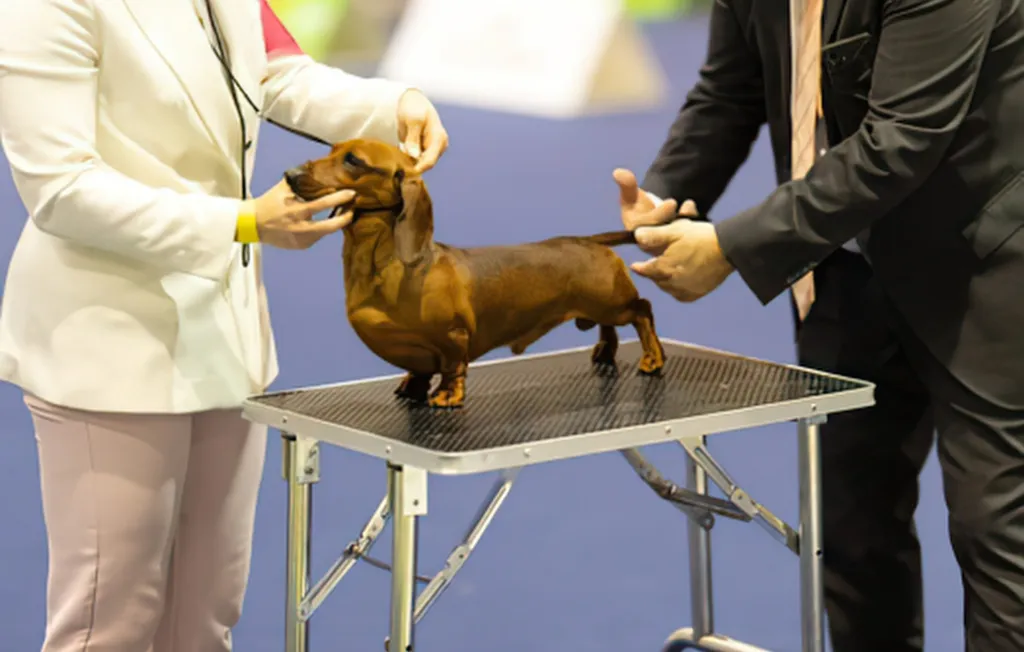 Mairiporã recebe Campeonato Paulista de Cinofilia com 300 cães de mais de 80 raças