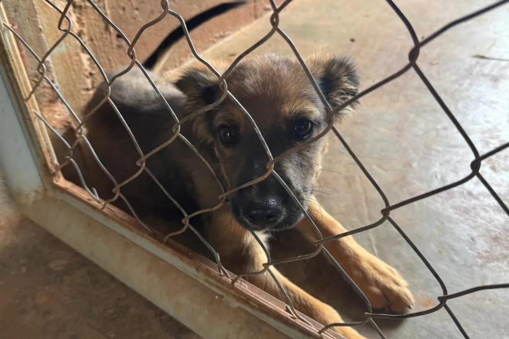 Mairiporã reforça combate aos maus-tratos e orienta população sobre como denunciar casos